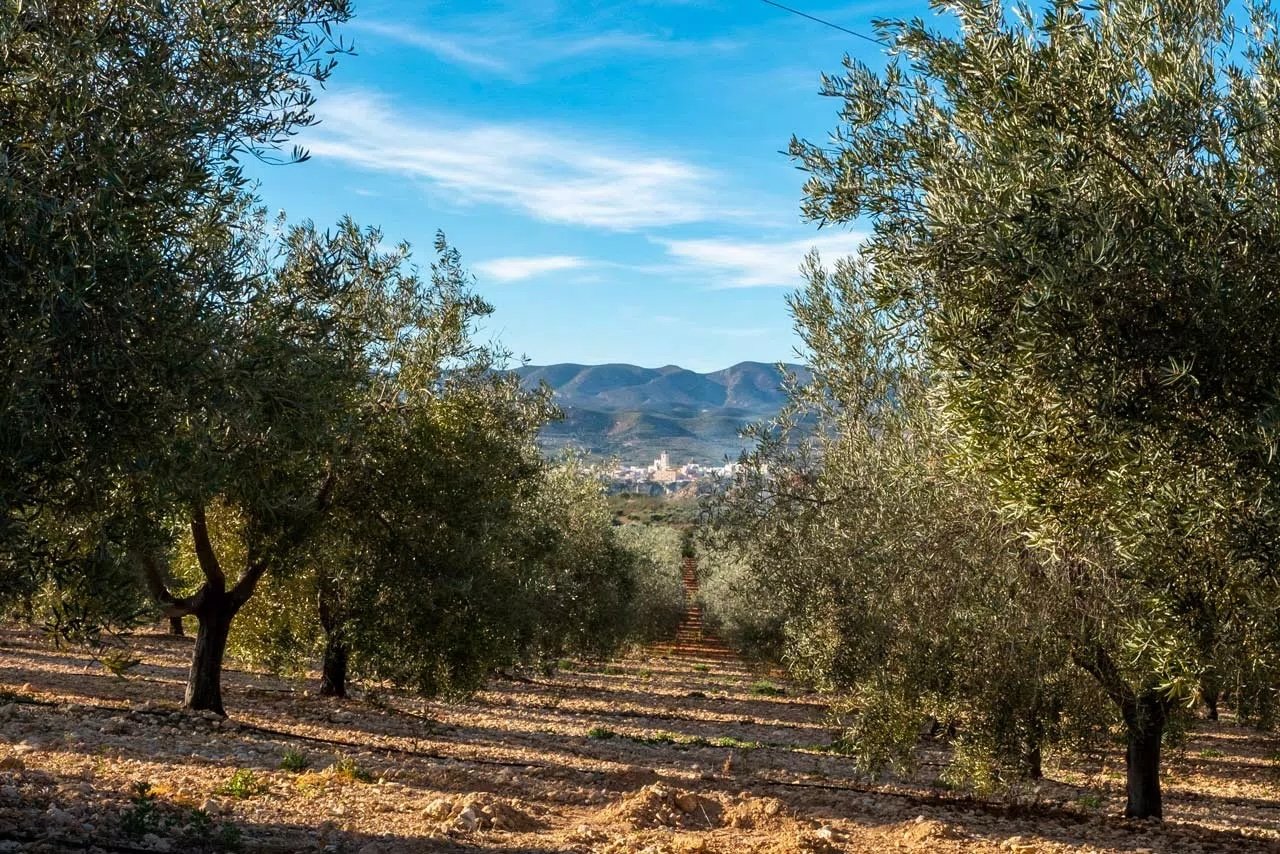 Olivar en Sorbas